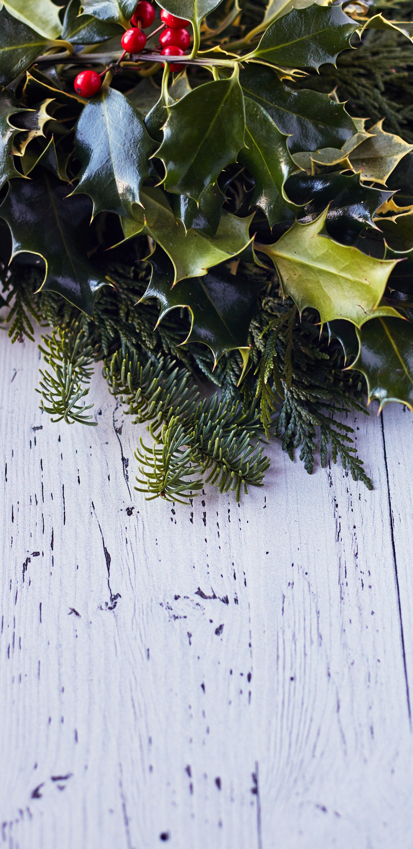 Обои лист, стена, плющ, вечнозеленое растение, падуб в разрешении 1440x2960