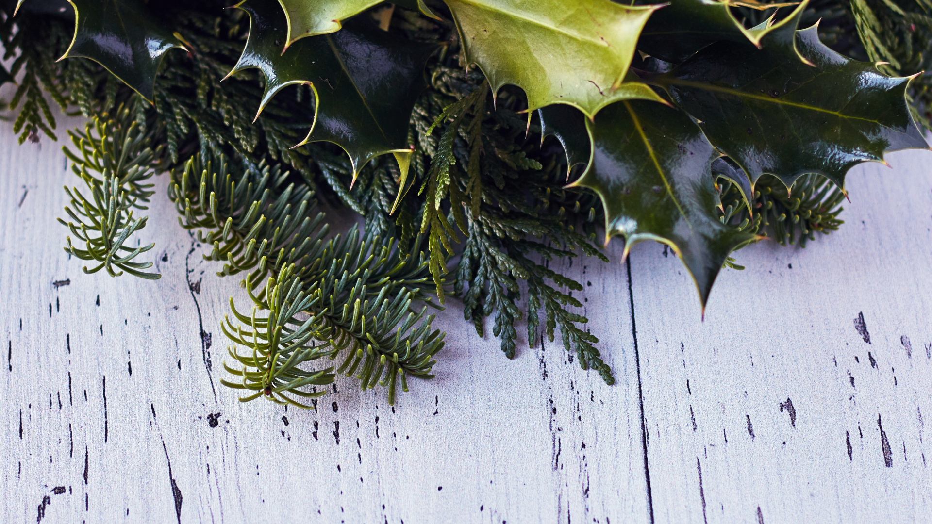 Обои лист, стена, плющ, вечнозеленое растение, падуб в разрешении 1920x1080