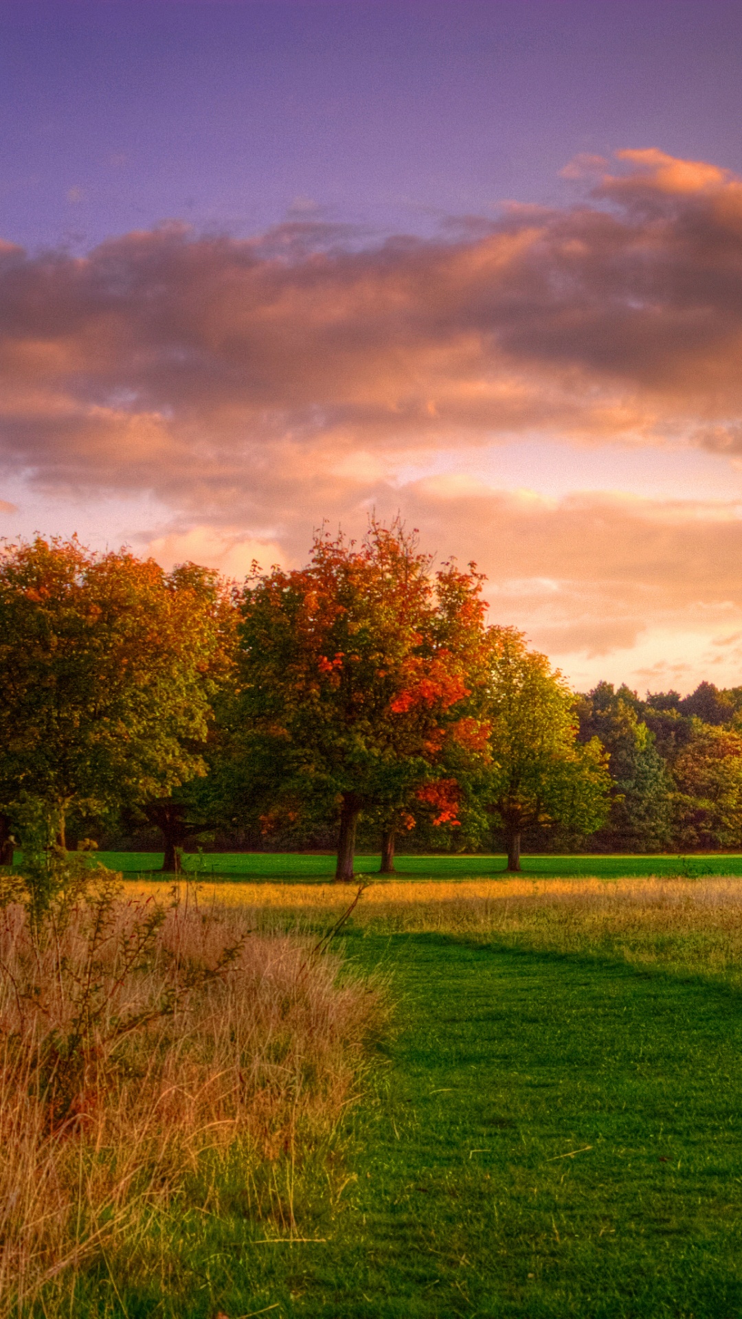 Обои природный ландшафт, природа, облако, дерево, небо в разрешении 1080x1920