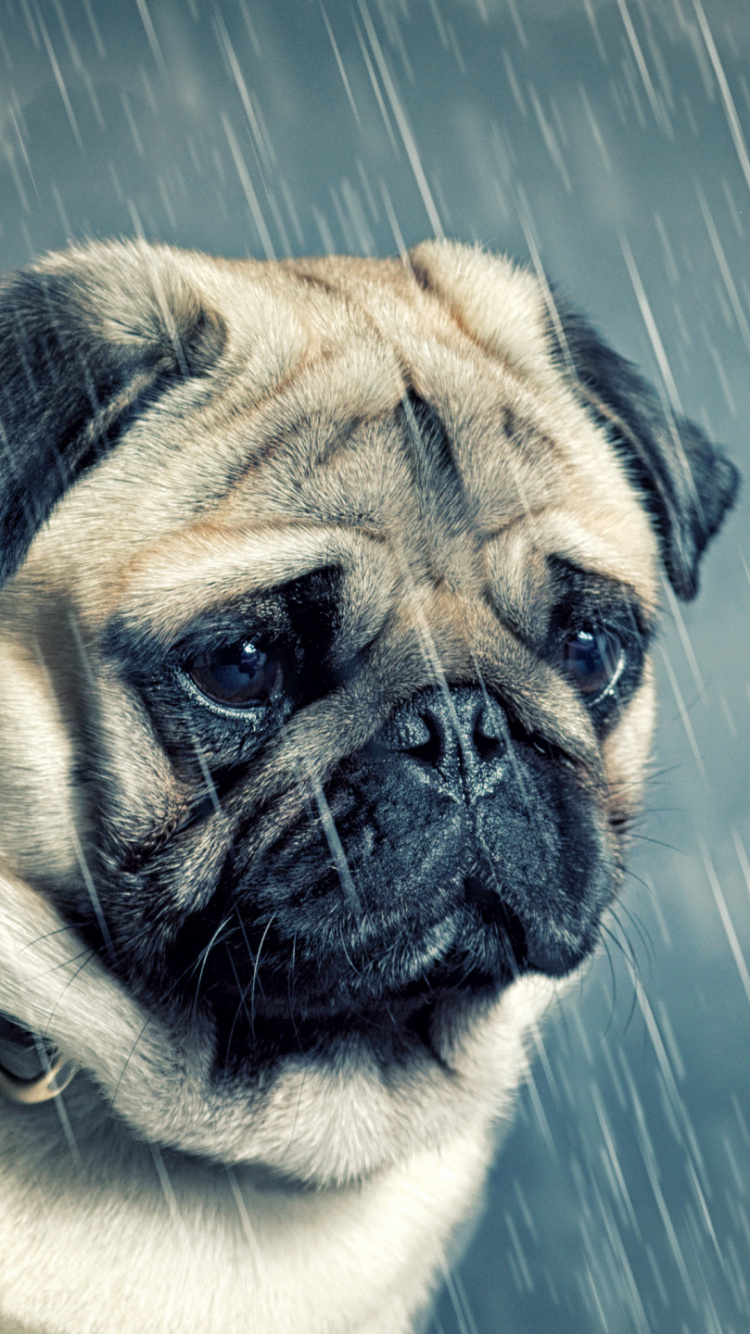 Обои мопс, пьян, щенок, голова, пес в разрешении 750x1334