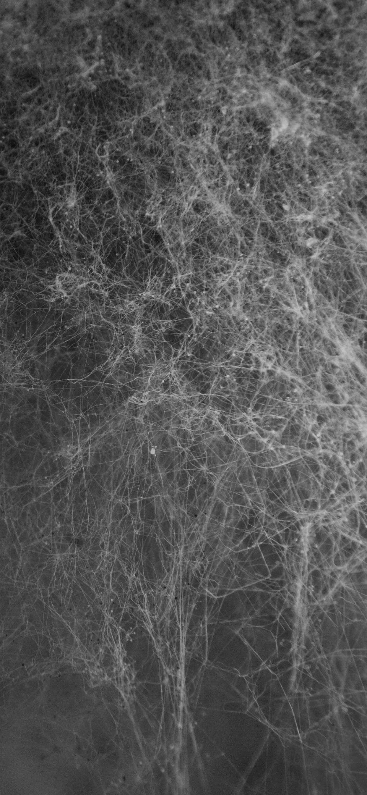 Обои паутинку текстуры, текстура, арт, черный, монохромный в разрешении 1242x2688