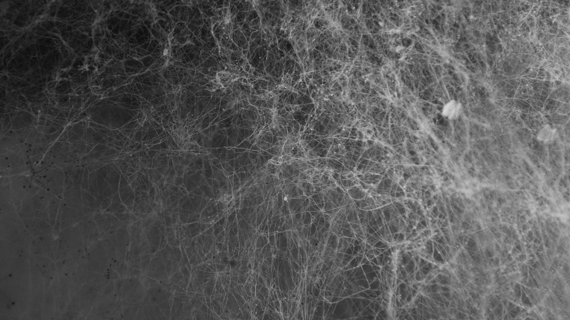 Обои паутинку текстуры, текстура, арт, черный, монохромный в разрешении 1920x1080