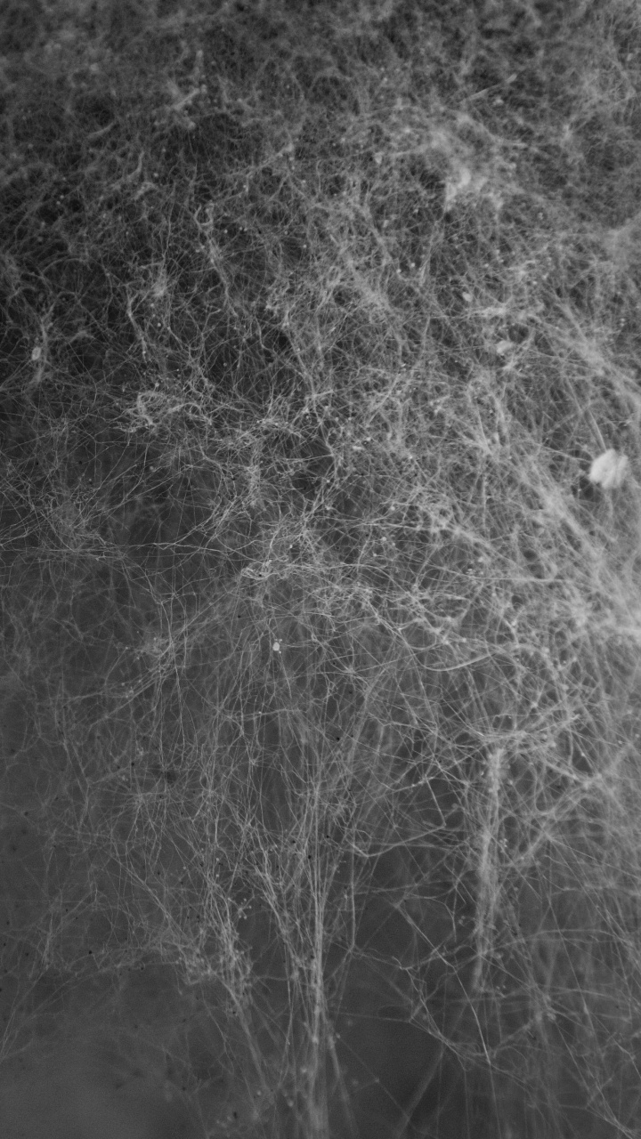 Обои паутинку текстуры, текстура, арт, черный, монохромный в разрешении 720x1280