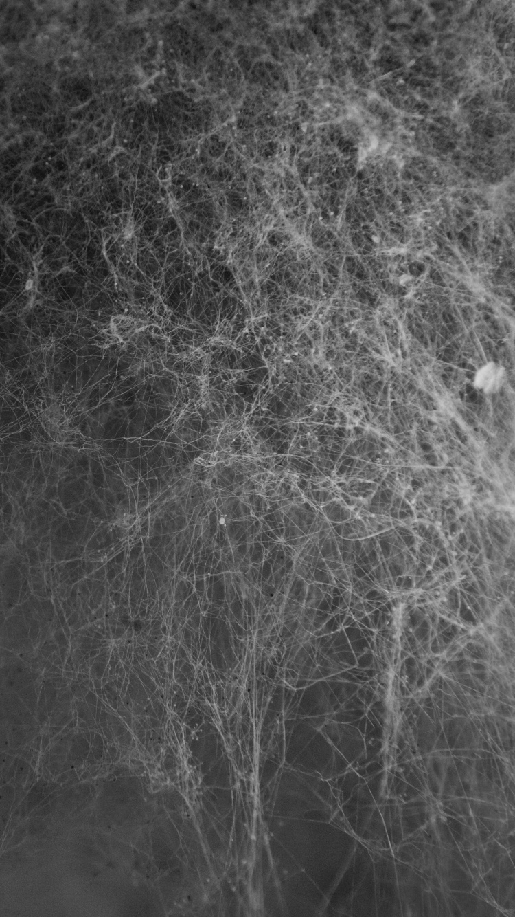 Обои паутинку текстуры, текстура, арт, черный, монохромный в разрешении 750x1334