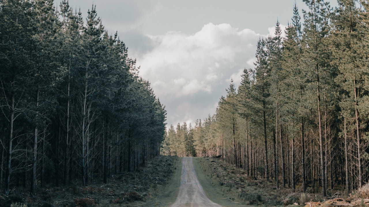Обои дерево, дорожное покрытие, грунтовая дорога, дорога, переулок в разрешении 1280x720