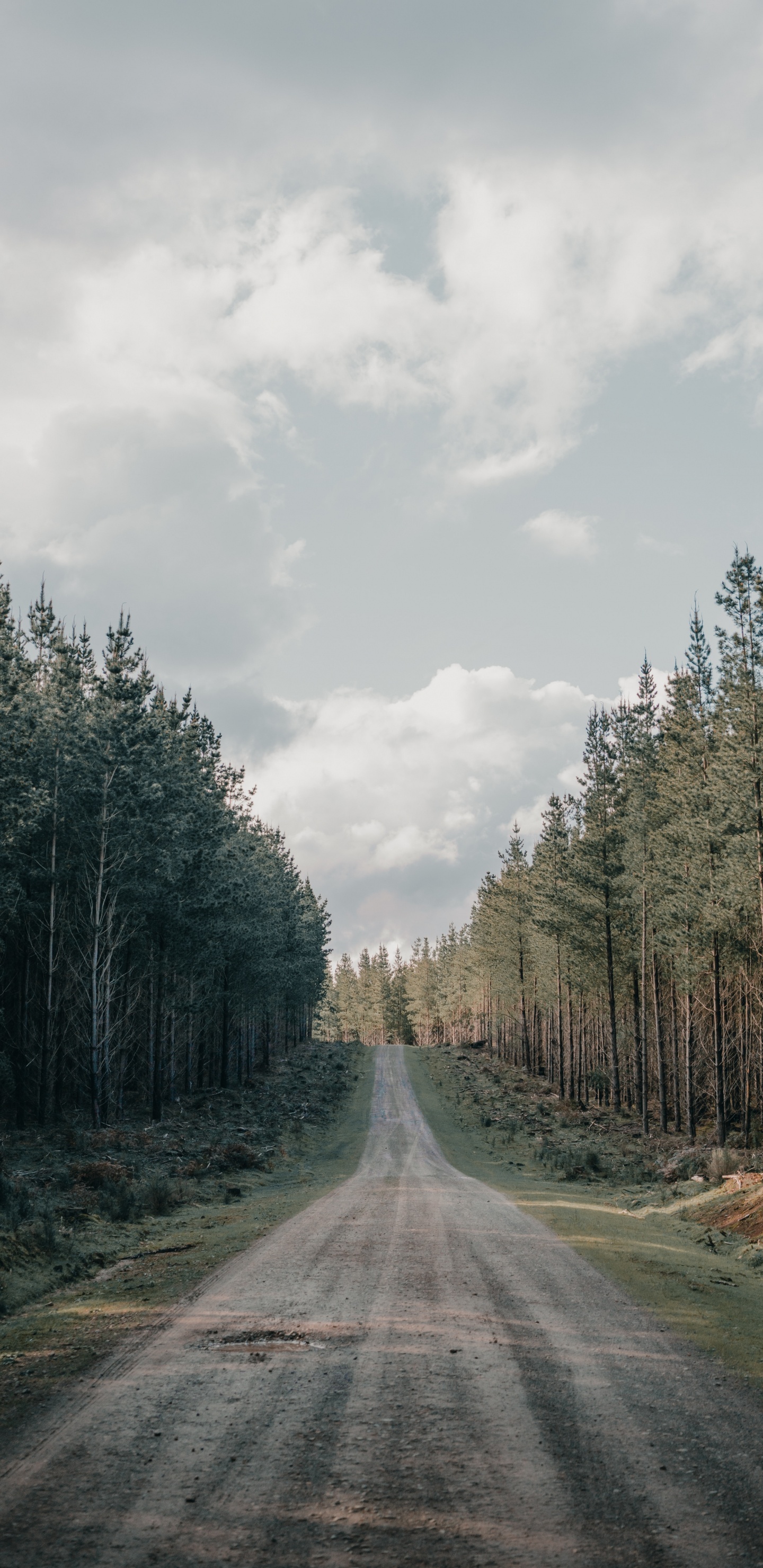 Обои дерево, дорожное покрытие, грунтовая дорога, дорога, переулок в разрешении 1440x2960