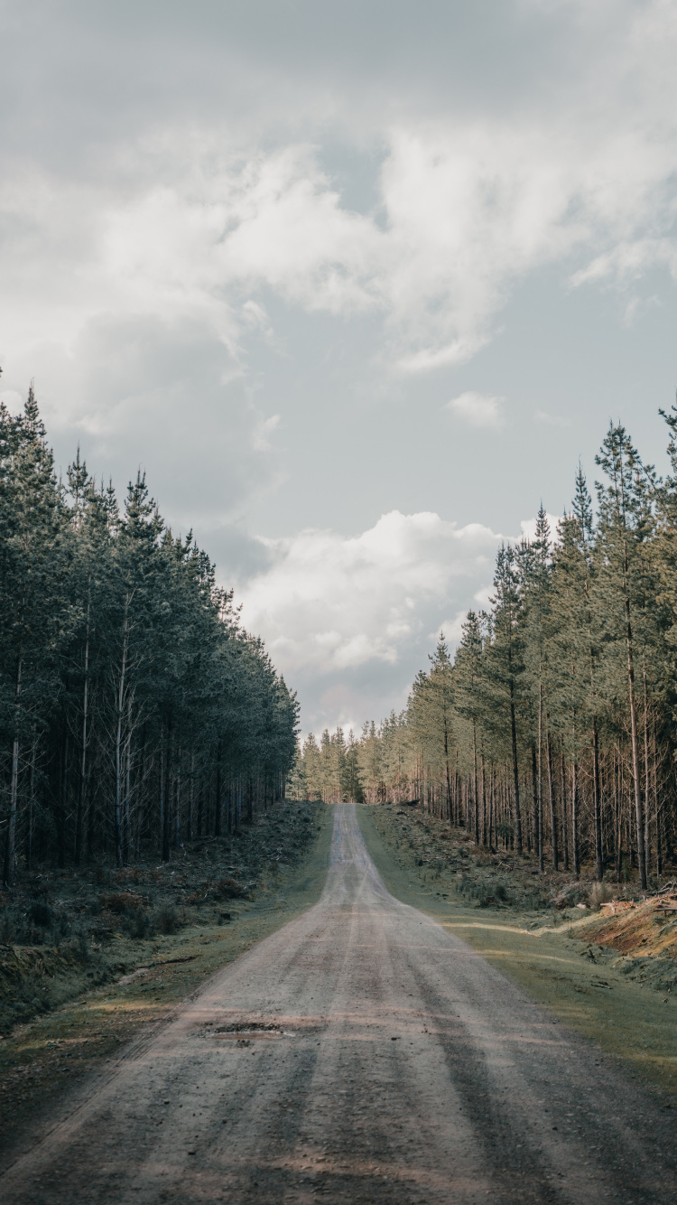 Обои дерево, дорожное покрытие, грунтовая дорога, дорога, переулок в разрешении 750x1334