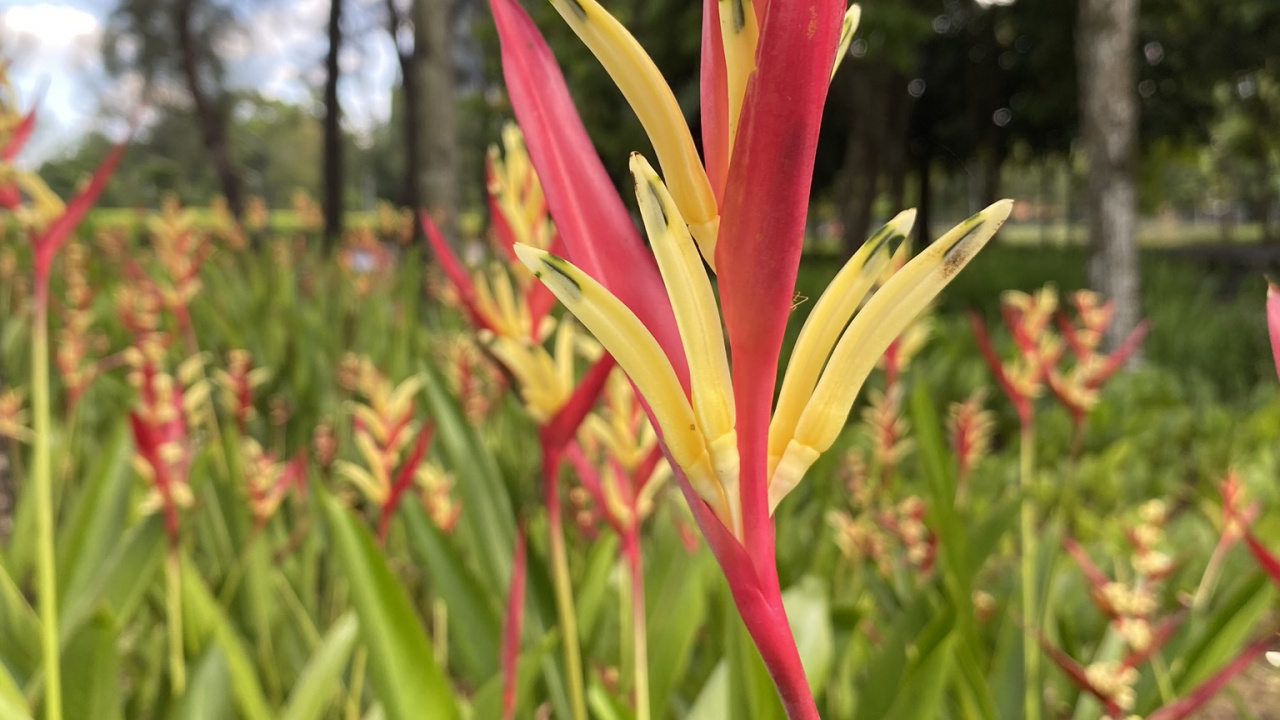 Обои Флора, кринум, цветковое растение, Montbretia, амариллис в разрешении 1280x720