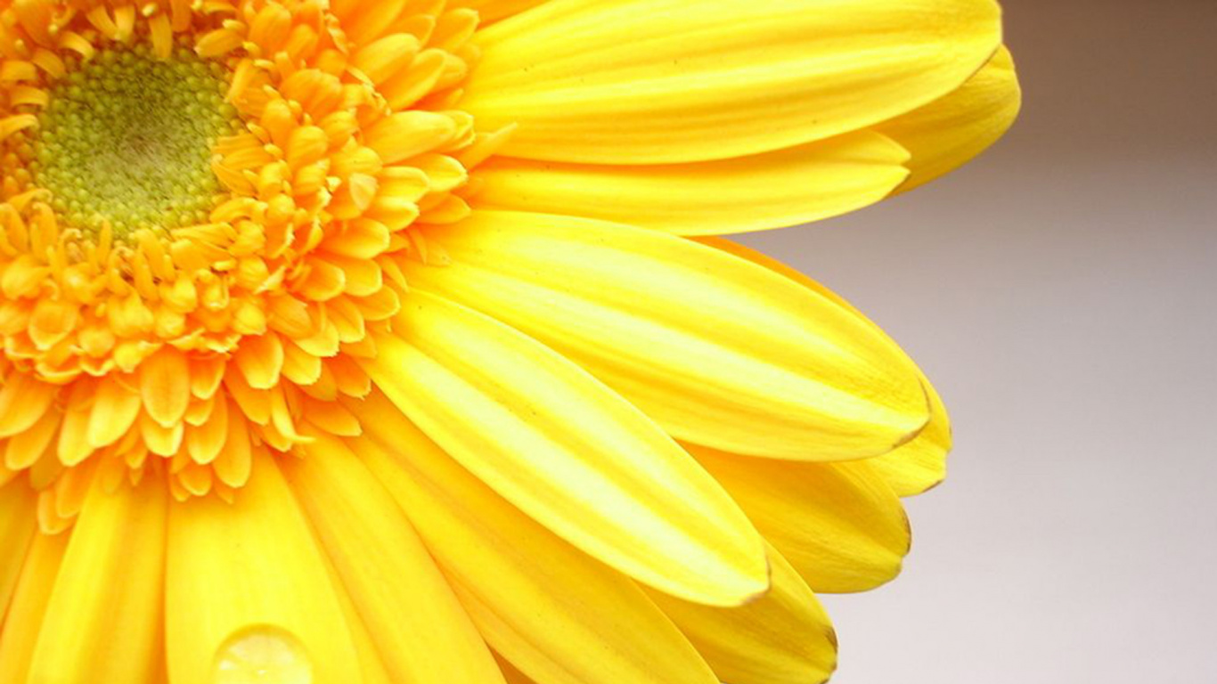 Обои желтый, гербера, лепесток, семья ромашек, крупный план в разрешении 1366x768