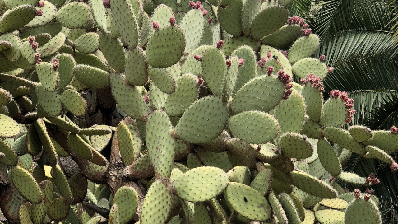 Обои растительность, Восточная Опунция, кактус, Барбари рис, биом в разрешении 1280x720