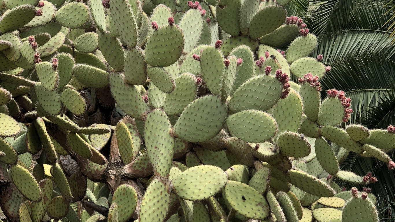 Обои растительность, Восточная Опунция, кактус, Барбари рис, биом в разрешении 1366x768