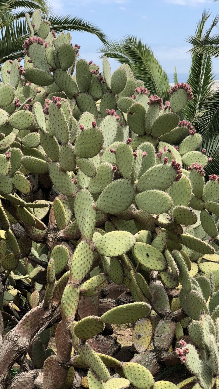 Обои растительность, Восточная Опунция, кактус, Барбари рис, биом в разрешении 720x1280