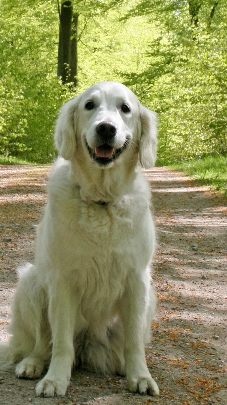 Обои золотистый ретривер, щенок, Псовые, собака породы, морда в разрешении 750x1334