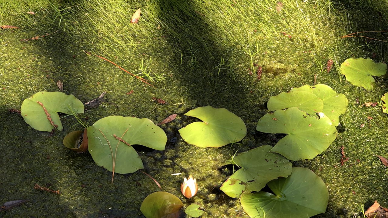 Обои растительность, биом, лист, наука, экология в разрешении 1280x720