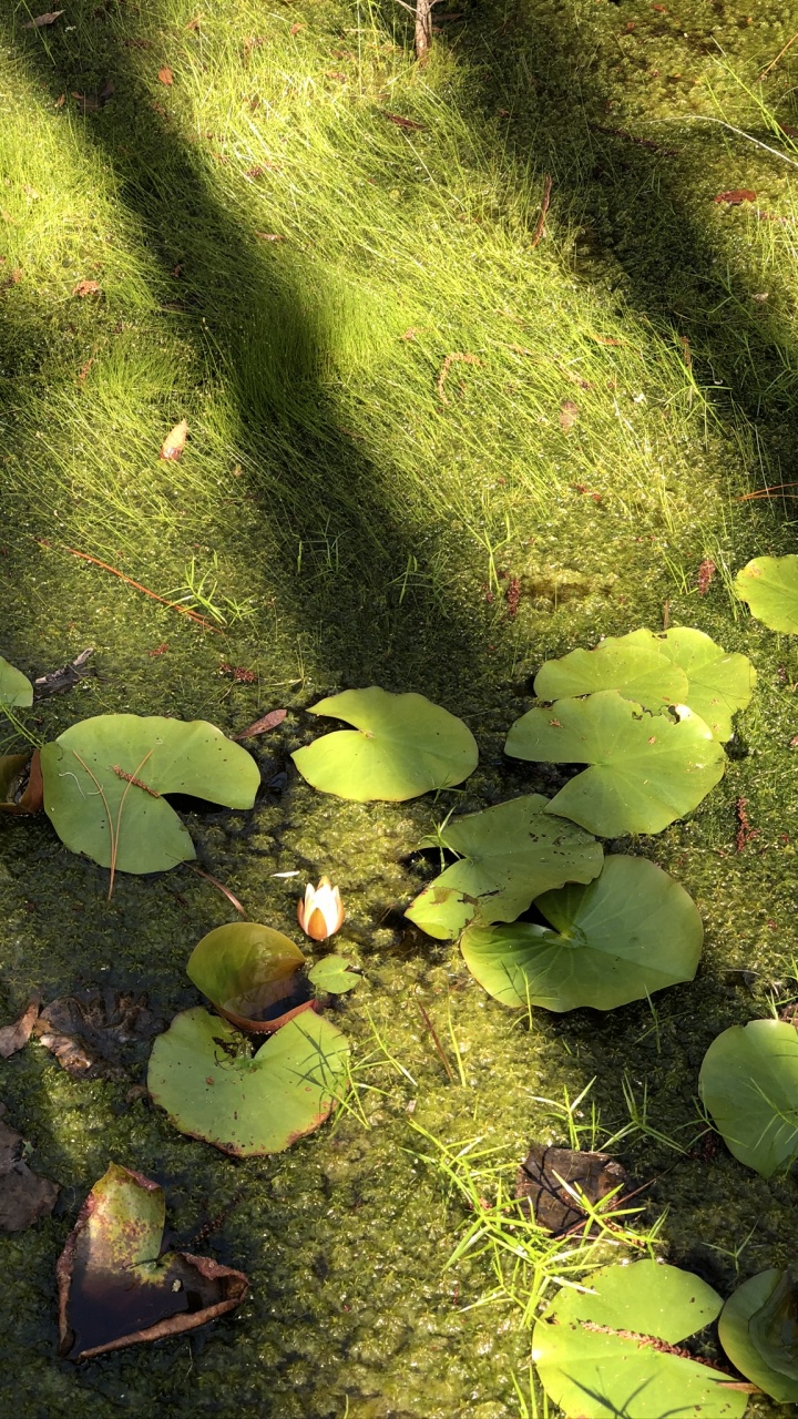 Обои растительность, биом, лист, наука, экология в разрешении 720x1280