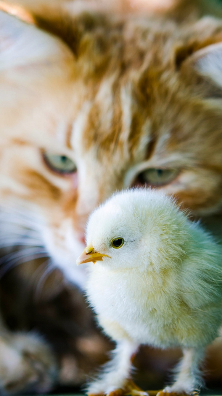Обои кот, котенок, курица, привлекательность, бакенбарды в разрешении 750x1334