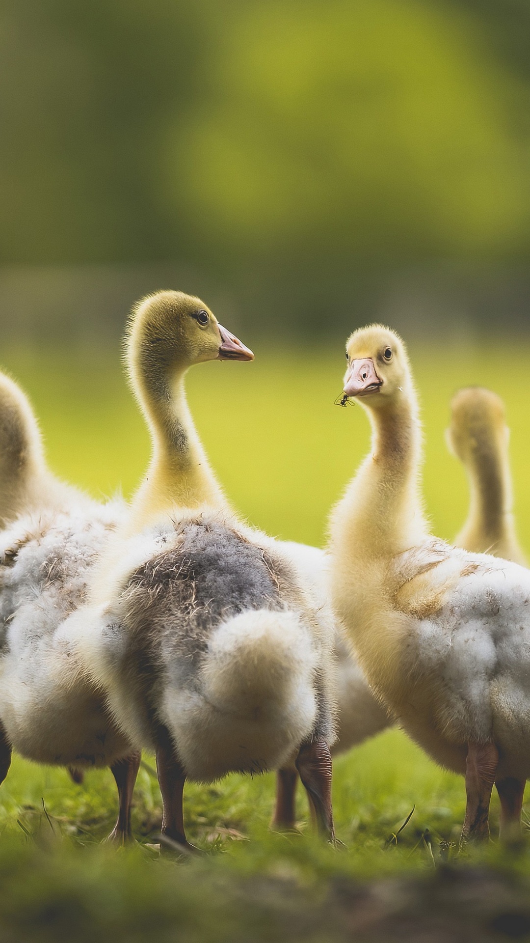 Обои утка, птица, растение, природный ландшафт, сенокосное угодье в разрешении 1080x1920