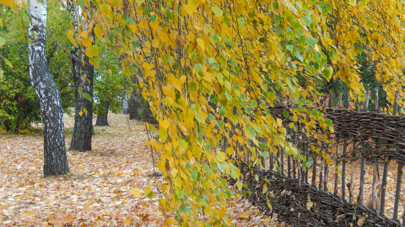 Обои лист, береза, листопадные, дерево, желтый в разрешении 1366x768