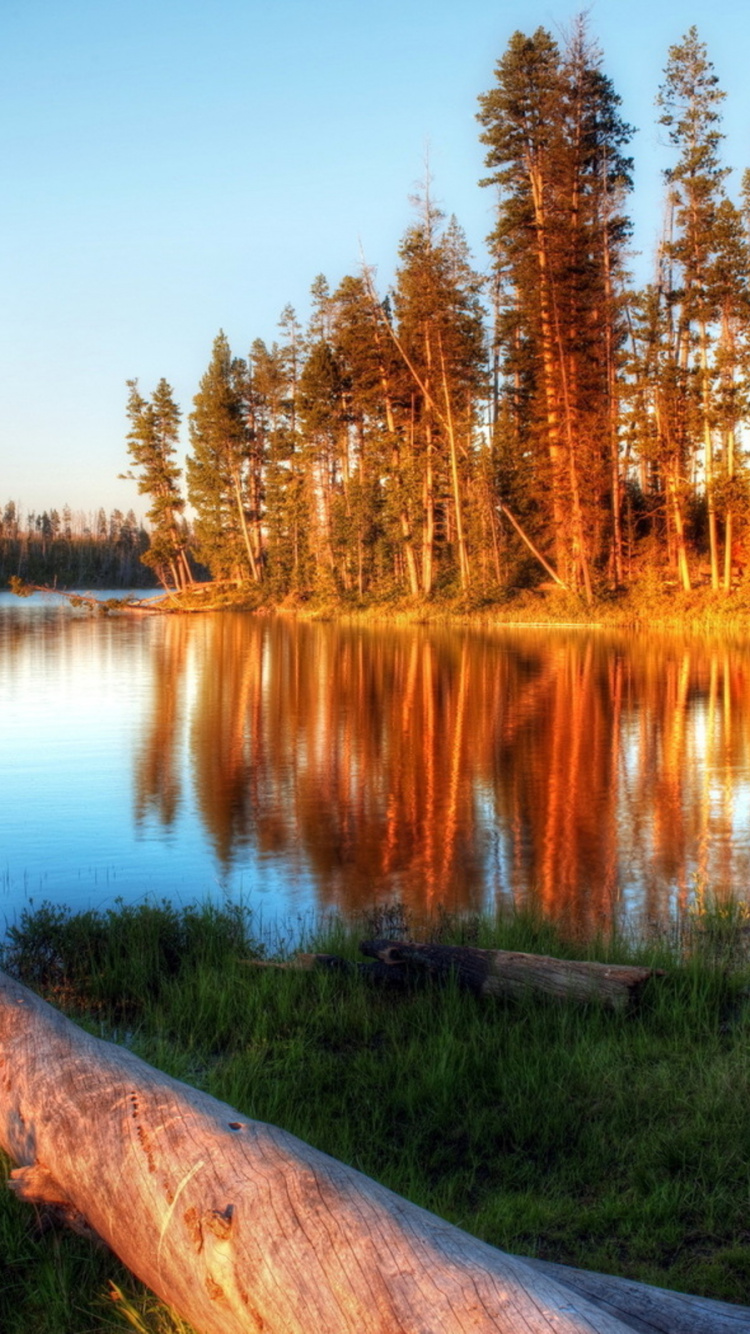 Обои национальный парк, отражение, природа, дерево, вода в разрешении 750x1334