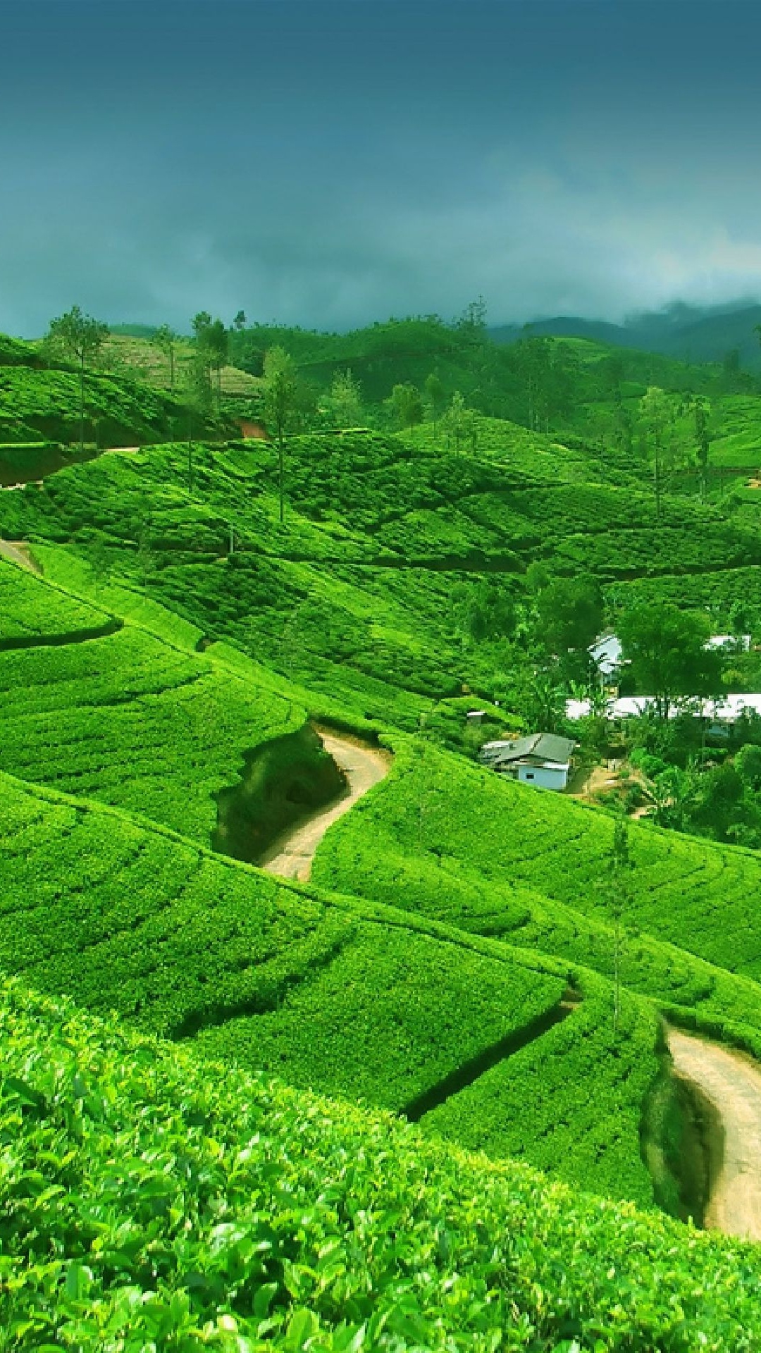 Обои Канди, Коломбо, путешествие, нагорье, терраса в разрешении 1080x1920