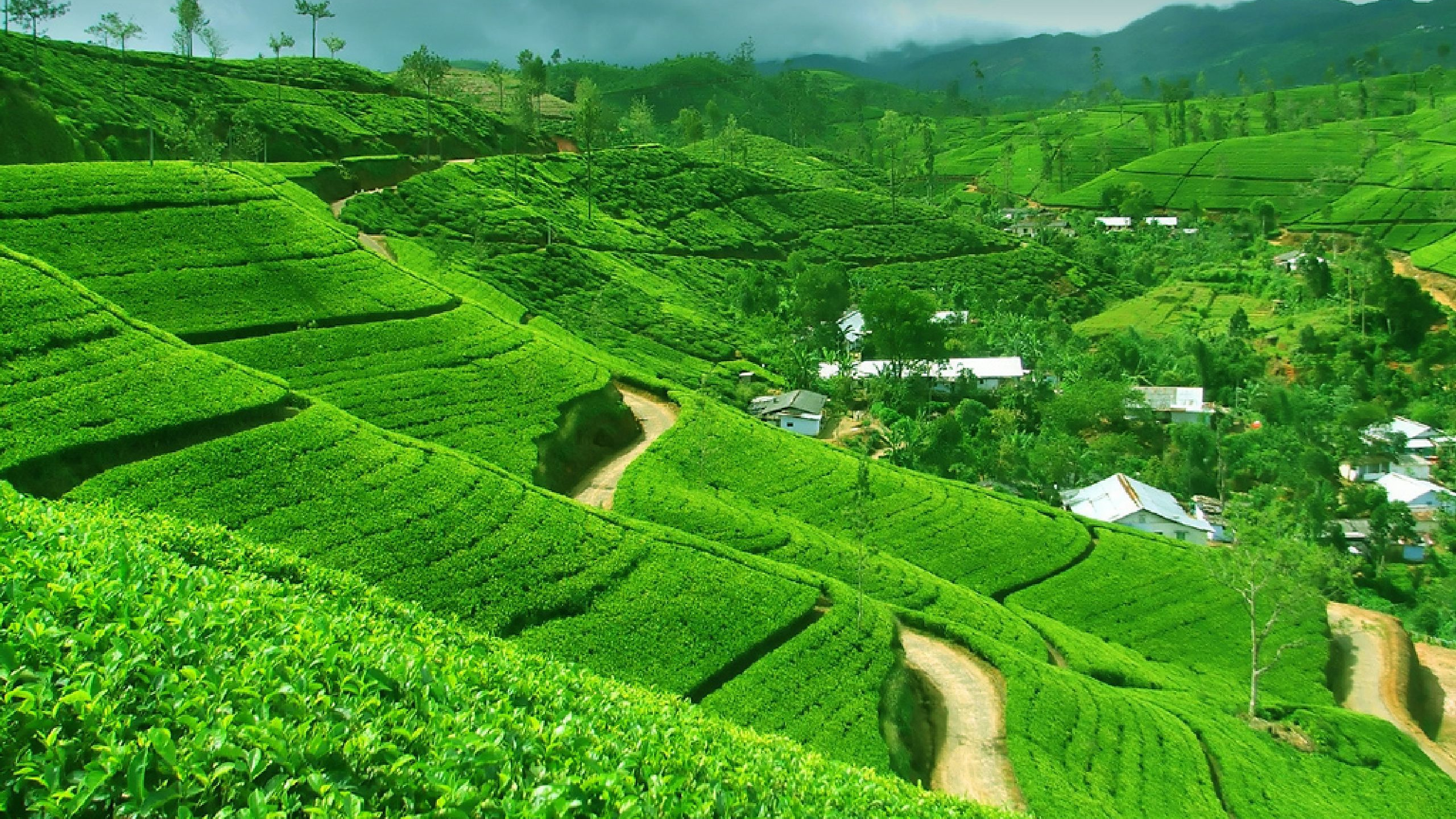 Обои Канди, Коломбо, путешествие, нагорье, терраса в разрешении 2560x1440