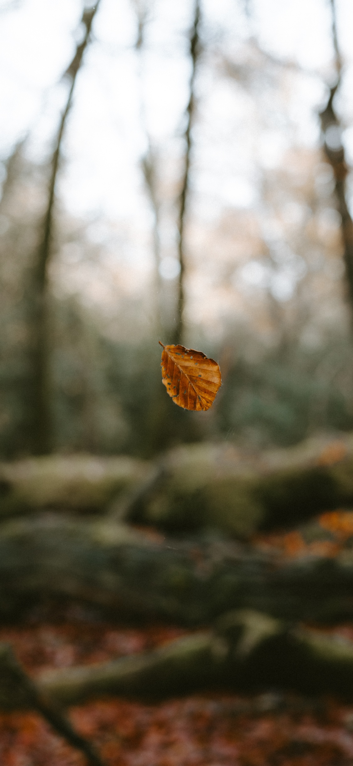 Обои окружающая среда, природный ландшафт, небо, лесистая местность, лес в разрешении 1125x2436