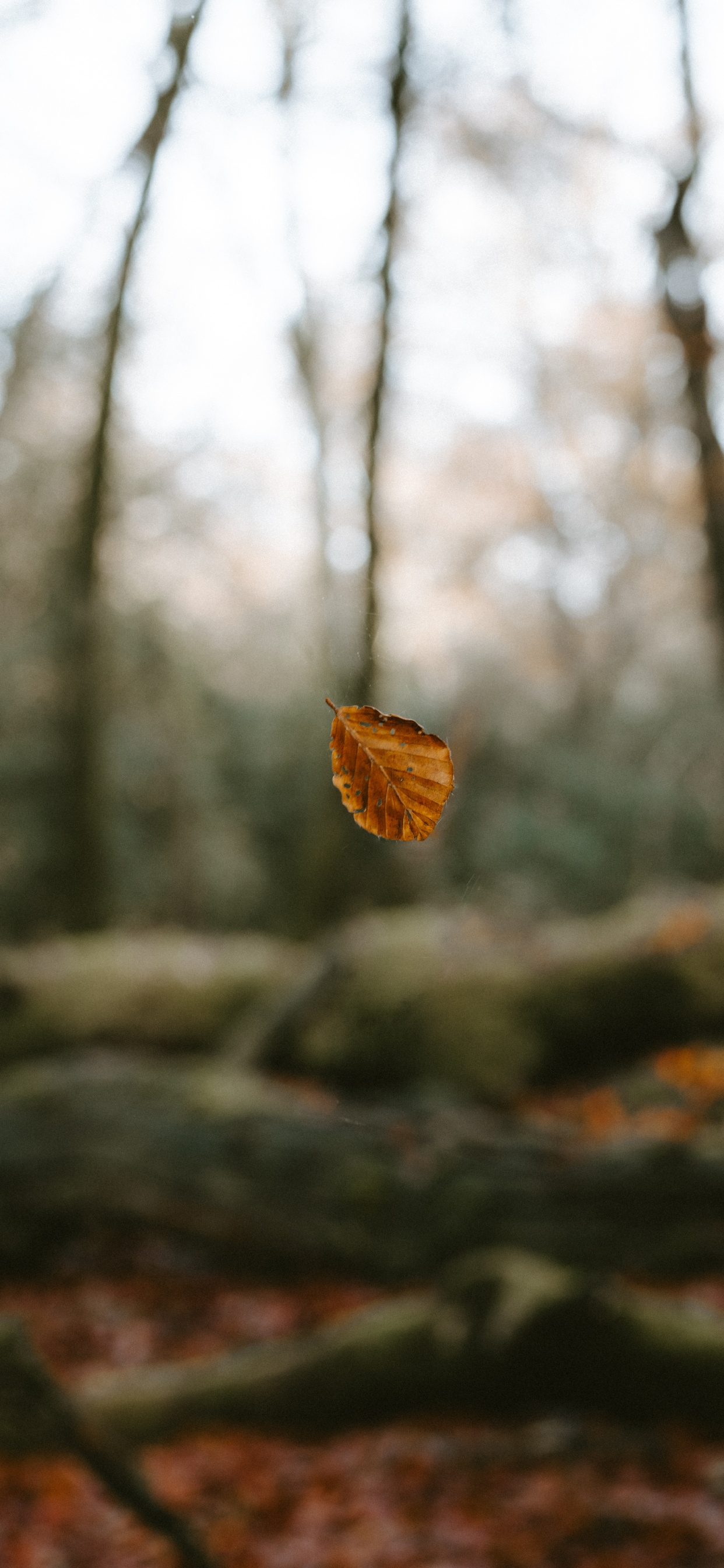 Обои окружающая среда, природный ландшафт, небо, лесистая местность, лес в разрешении 1242x2688