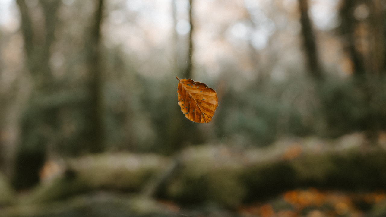 Обои окружающая среда, природный ландшафт, небо, лесистая местность, лес в разрешении 1280x720