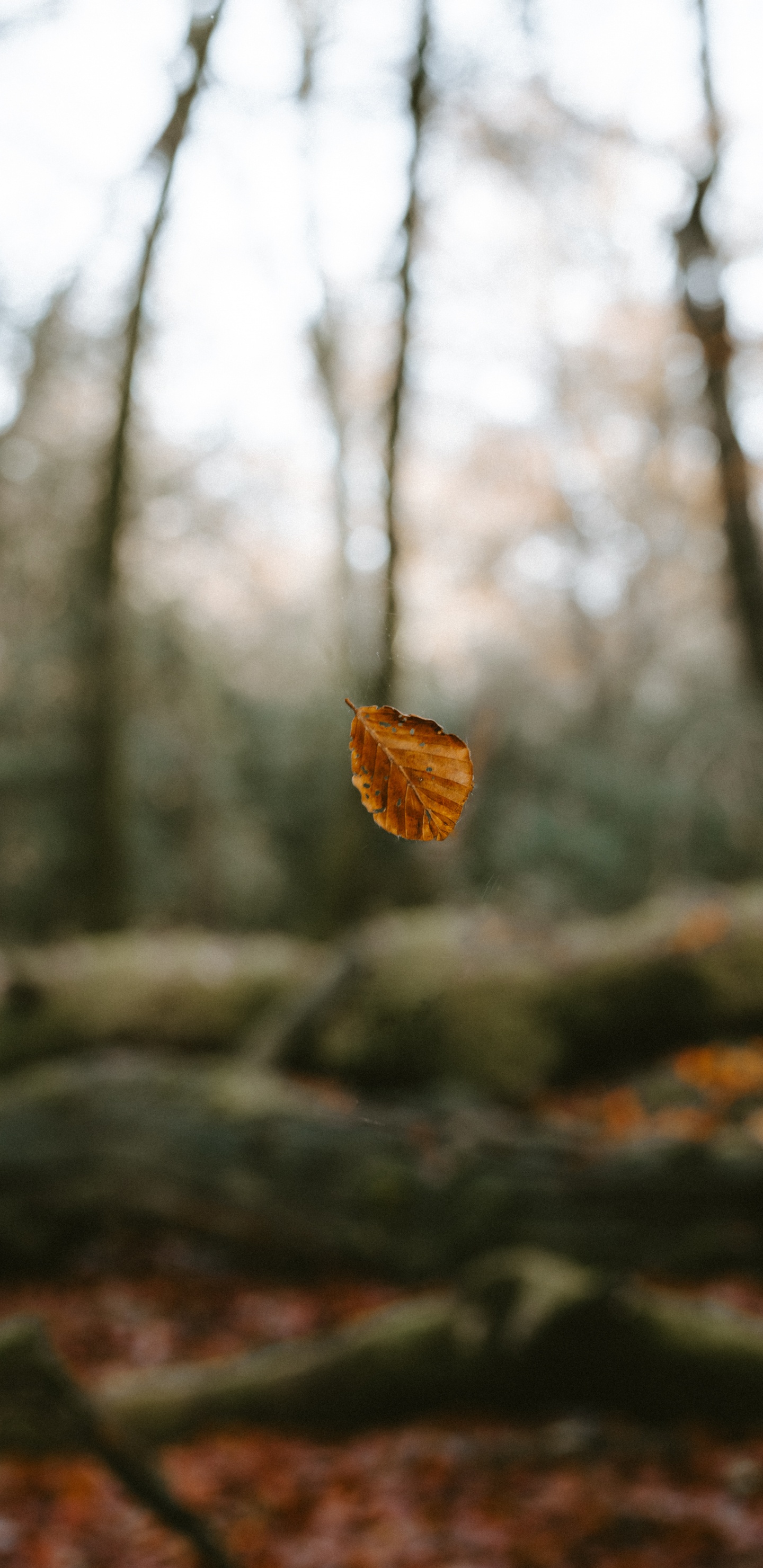 Обои окружающая среда, природный ландшафт, небо, лесистая местность, лес в разрешении 1440x2960