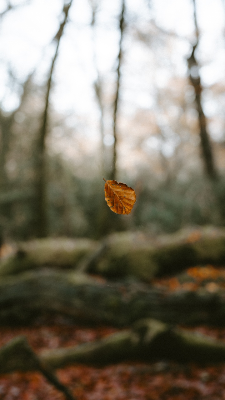 Обои окружающая среда, природный ландшафт, небо, лесистая местность, лес в разрешении 720x1280