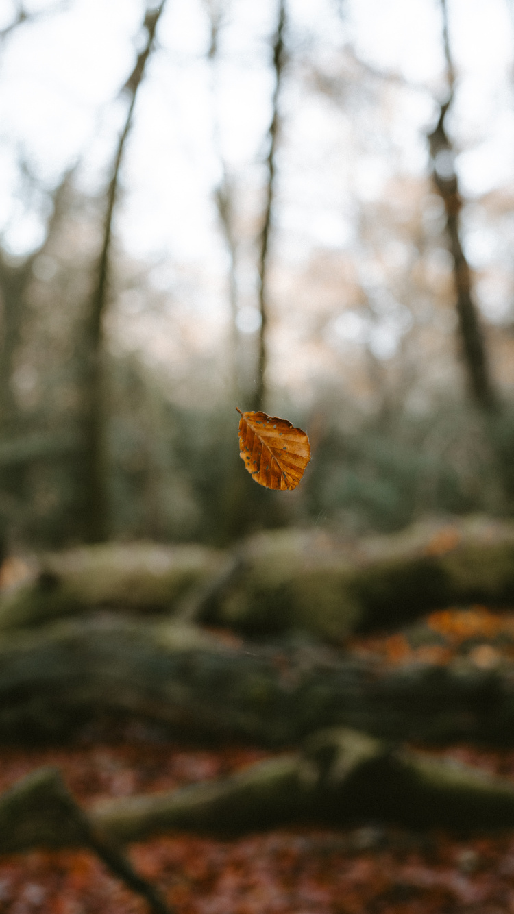 Обои окружающая среда, природный ландшафт, небо, лесистая местность, лес в разрешении 750x1334