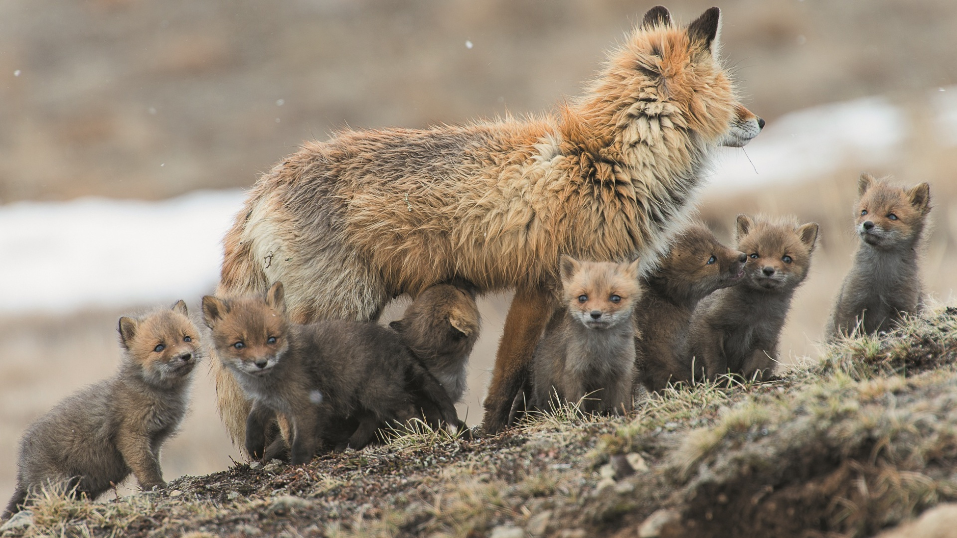 Обои рыжая лисица, песец, лиса, живая природа, наземные животные в разрешении 1920x1080