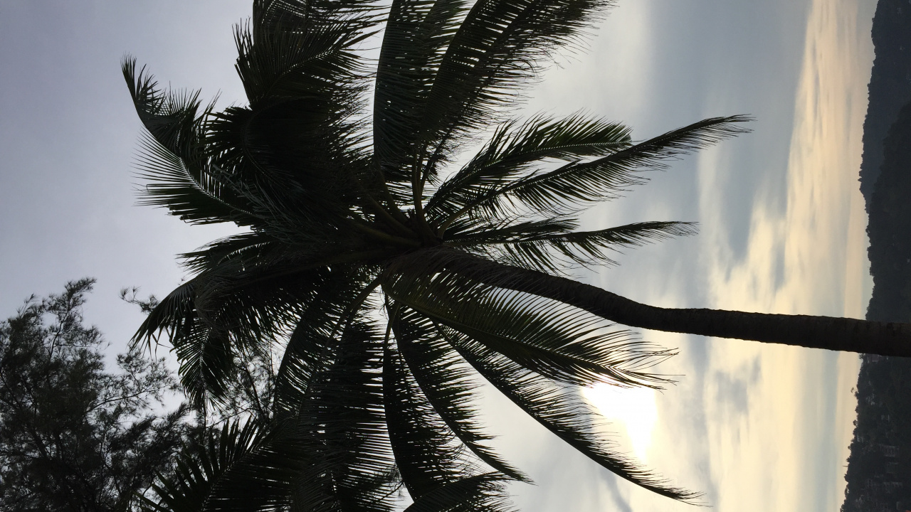 Обои пальмовые рощи, финиковая пальма, древесные растения, солнечный свет, наземное растение в разрешении 1280x720