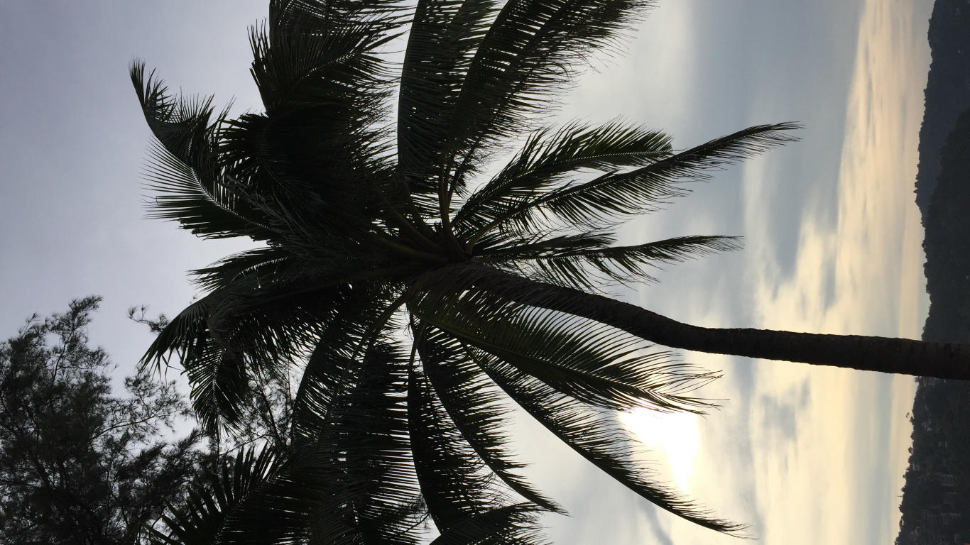 Обои пальмовые рощи, финиковая пальма, древесные растения, солнечный свет, наземное растение в разрешении 1366x768