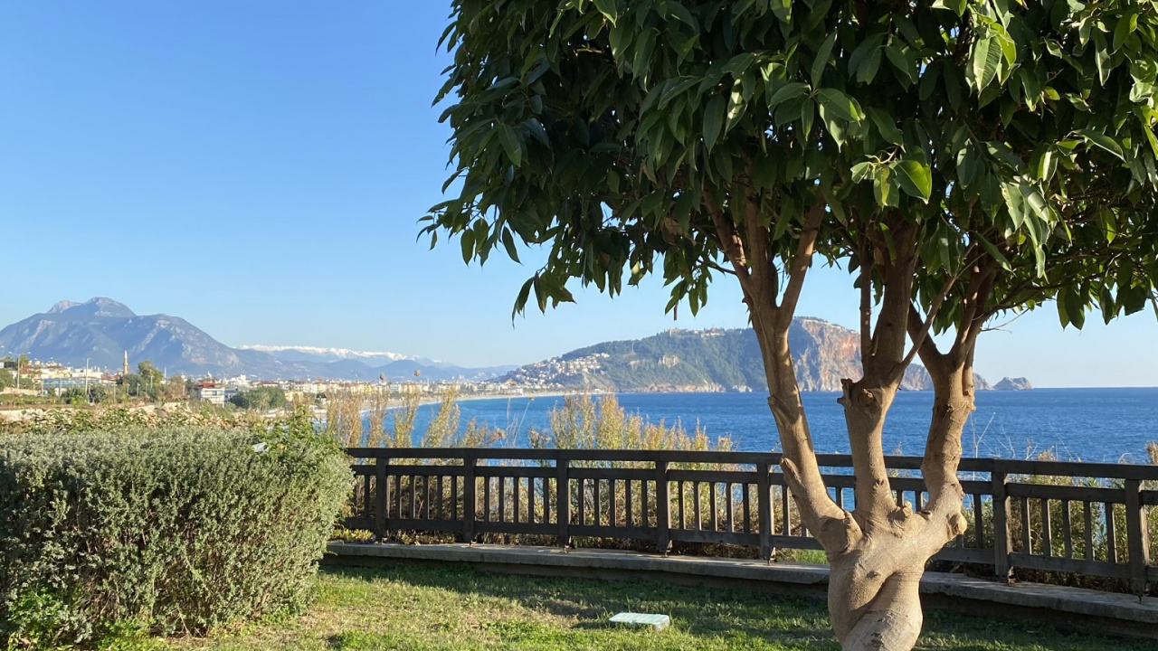 Обои дерево, лист, растение, наука, биология в разрешении 1280x720