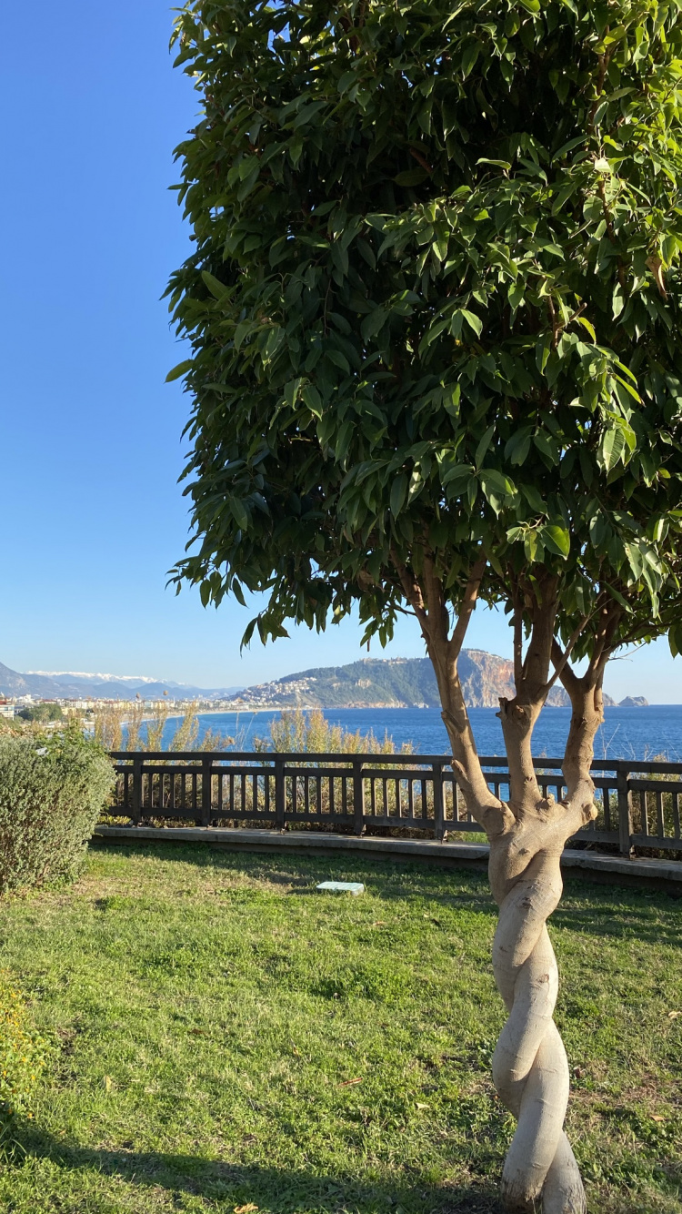 Обои дерево, лист, растение, наука, биология в разрешении 750x1334