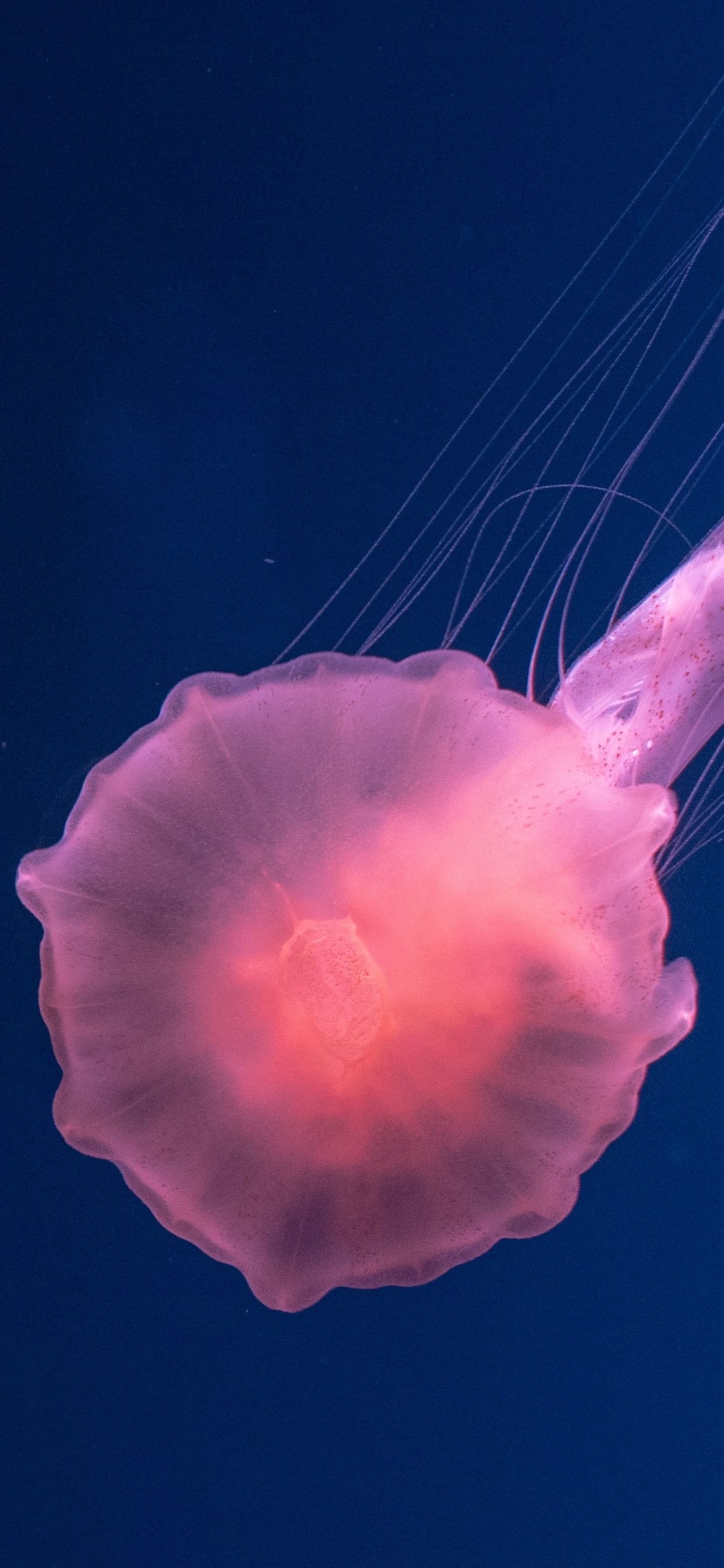 Обои cnidaria, Медуза, вода, морские беспозвоночные, Кубомедузы в разрешении 1242x2688
