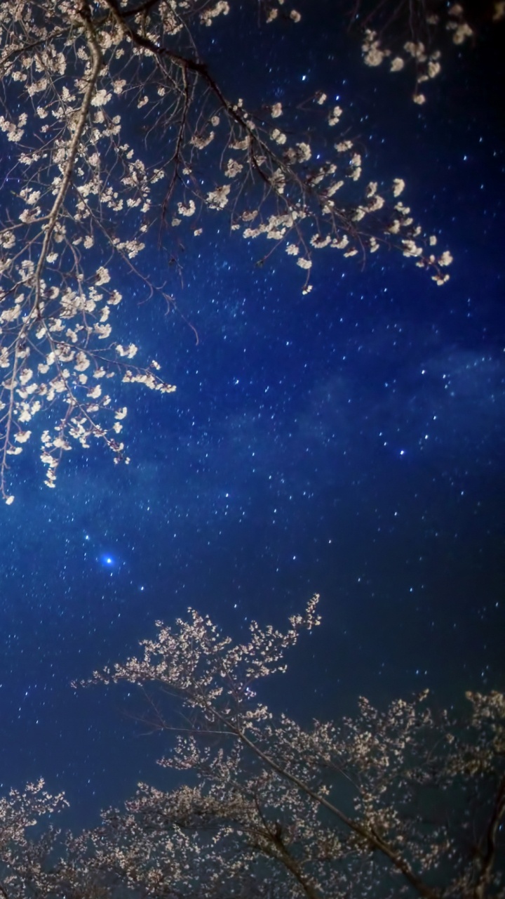 Обои цветение вишни, расцвет, ночь, тьма, небо в разрешении 720x1280