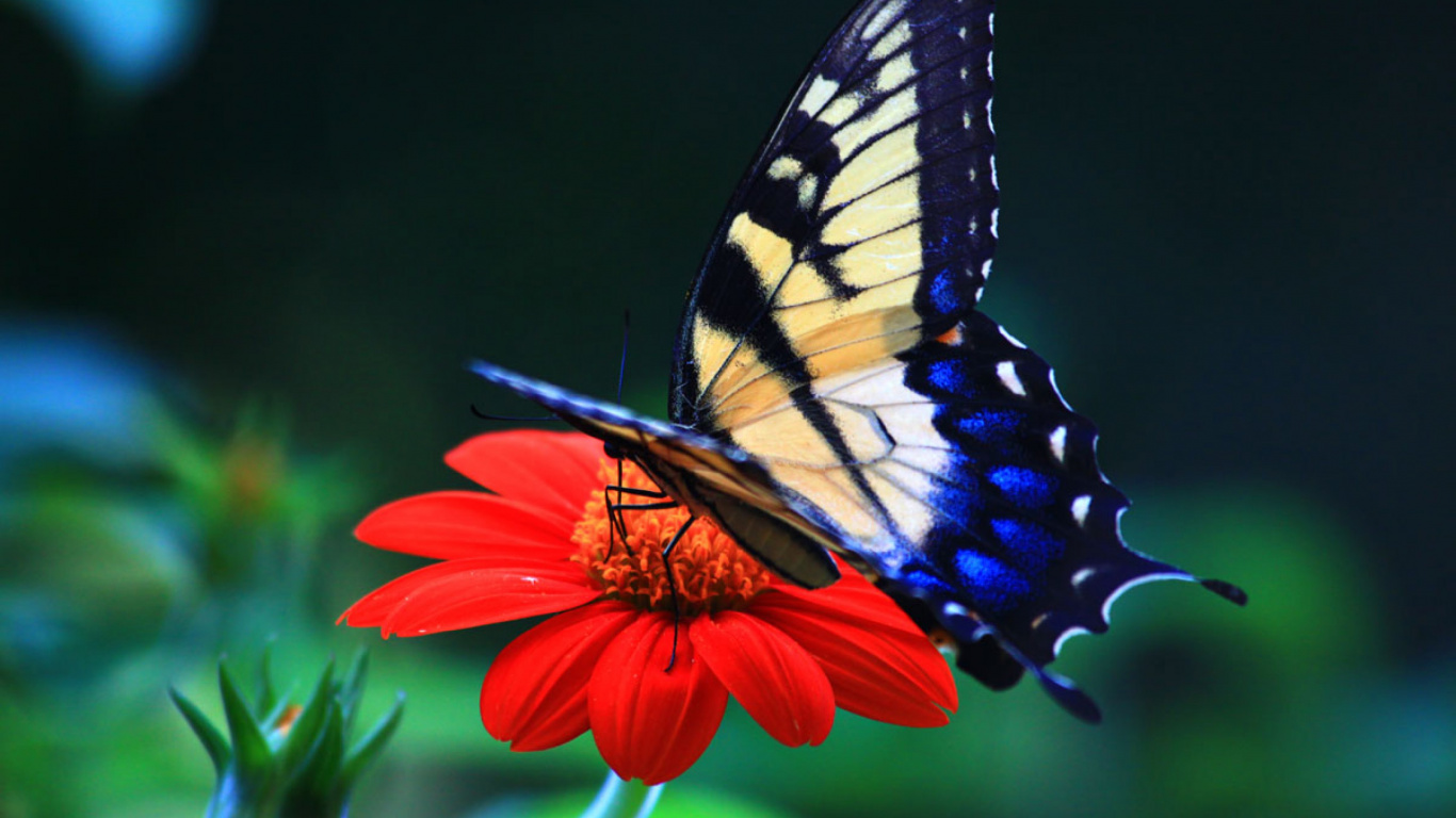 Обои мотыльки и бабочки, бабочка, насекомое, бабочкамонарх, беспозвоночных в разрешении 1366x768