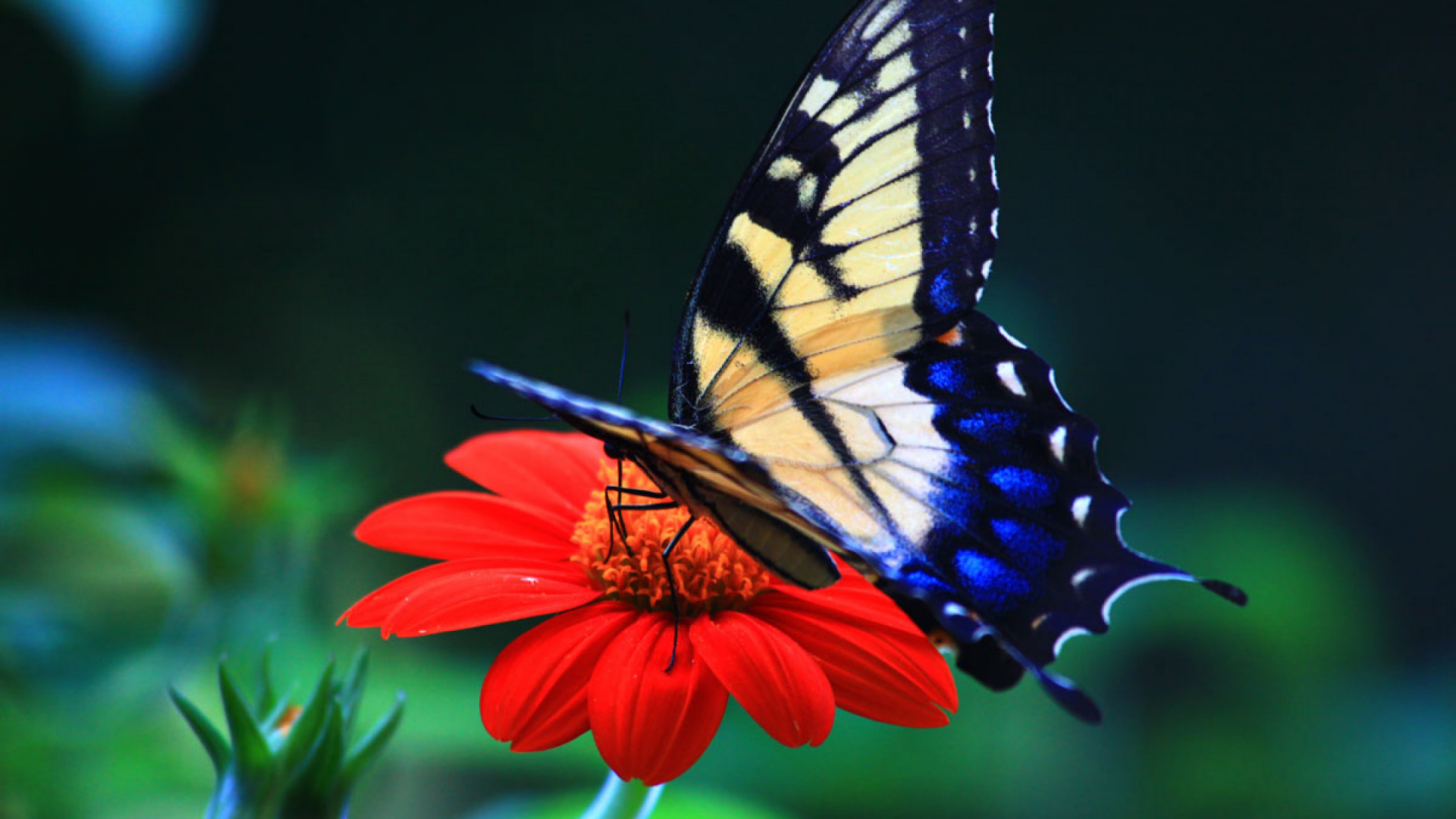 Обои мотыльки и бабочки, бабочка, насекомое, бабочкамонарх, беспозвоночных в разрешении 1920x1080