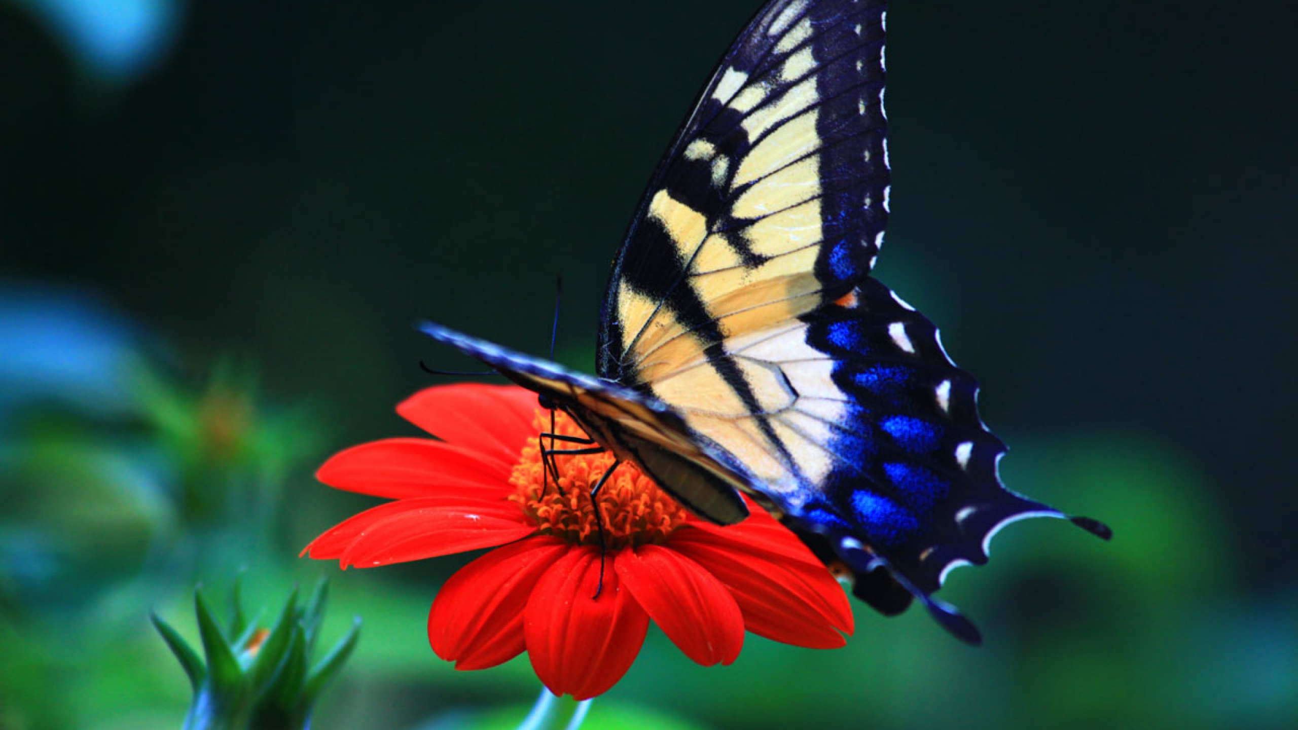 Обои мотыльки и бабочки, бабочка, насекомое, бабочкамонарх, беспозвоночных в разрешении 2560x1440