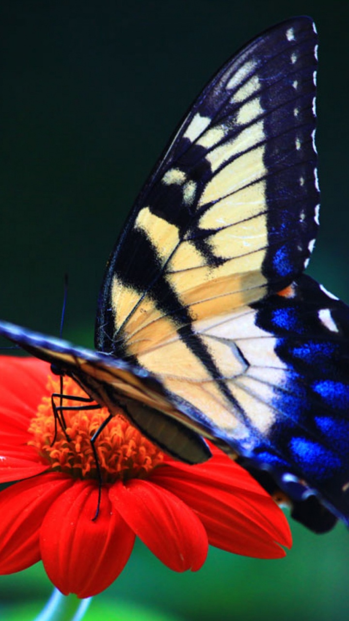 Обои мотыльки и бабочки, бабочка, насекомое, бабочкамонарх, беспозвоночных в разрешении 720x1280