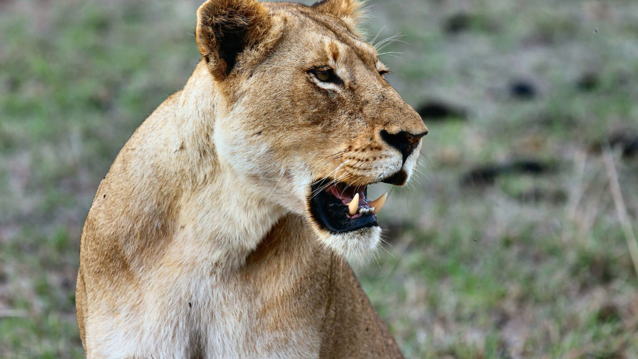 Обои живая природа, Лев, кот, большая кошка, наземные животные в разрешении 1280x720
