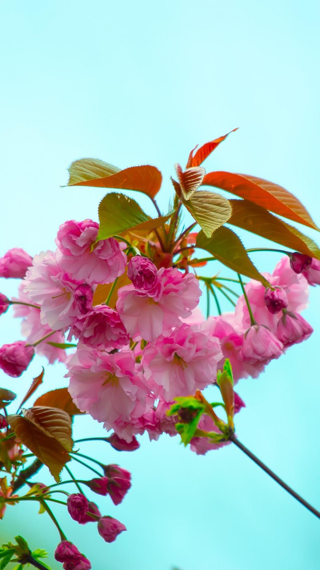 Обои цветок, цветковое растение, розовый, растение, лепесток в разрешении 1080x1920