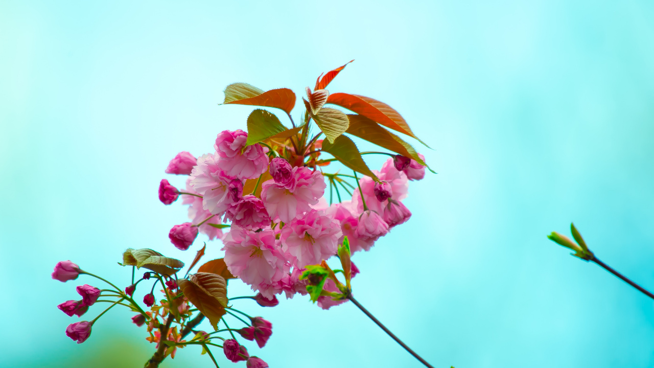 Обои цветок, цветковое растение, розовый, растение, лепесток в разрешении 1280x720