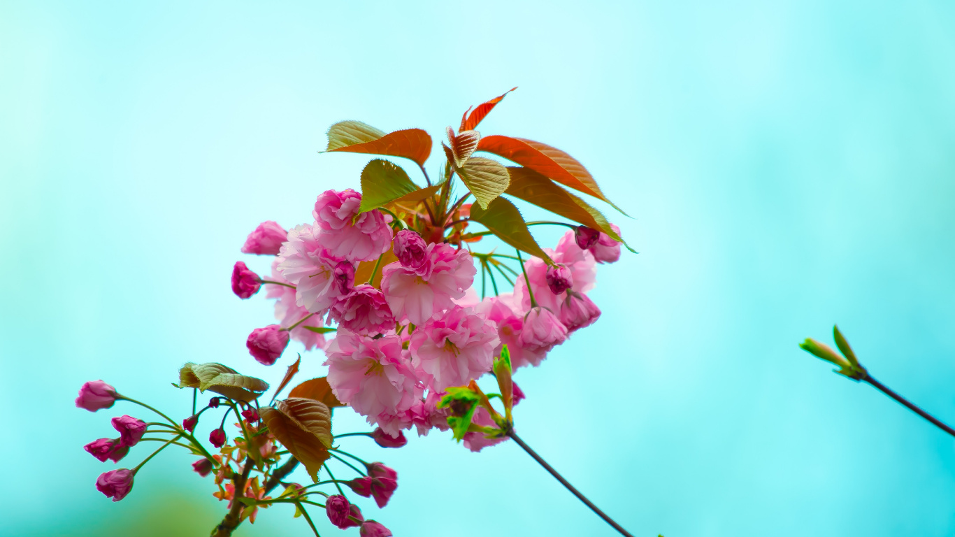 Обои цветок, цветковое растение, розовый, растение, лепесток в разрешении 1366x768