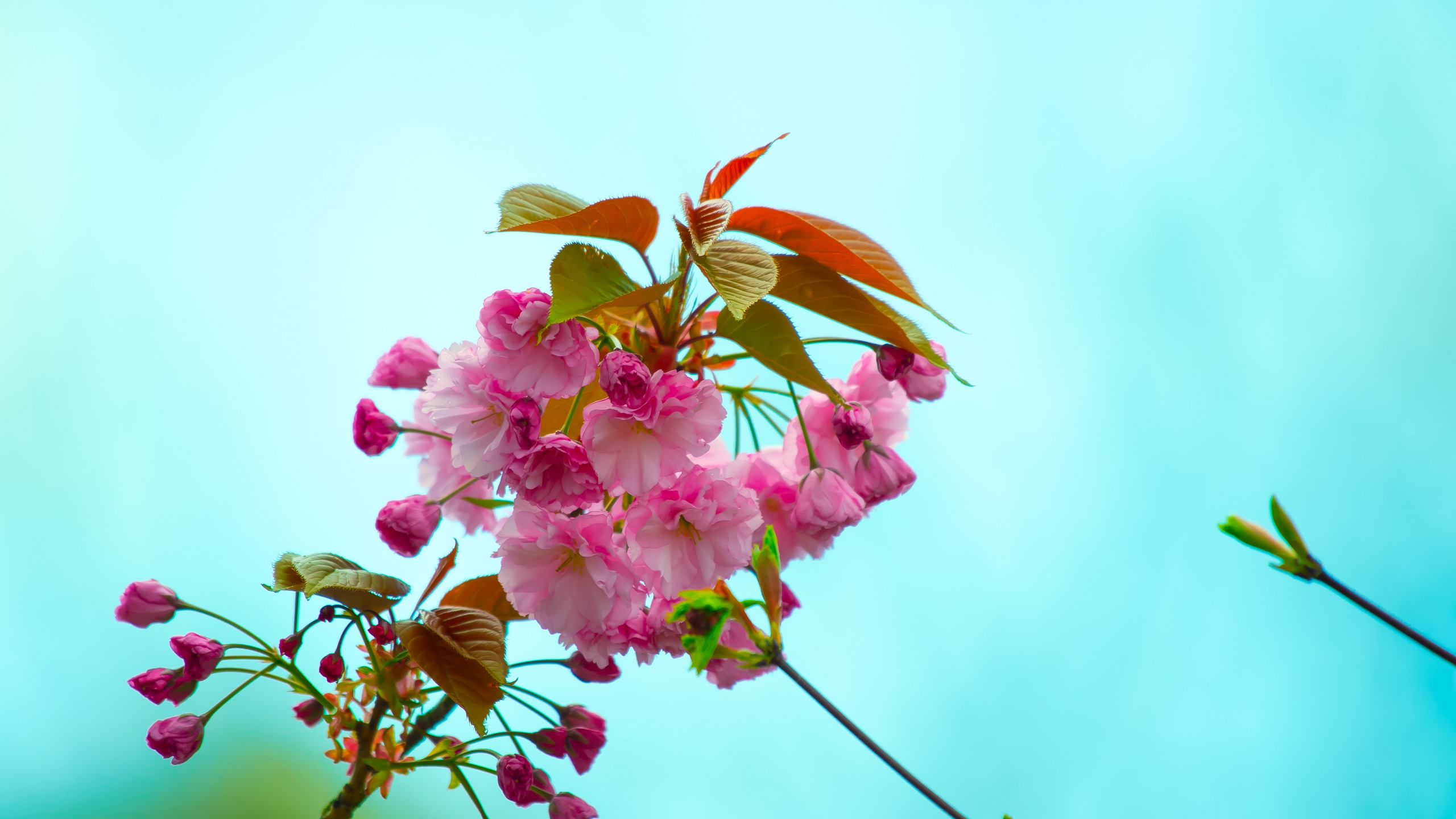 Обои цветок, цветковое растение, розовый, растение, лепесток в разрешении 2560x1440
