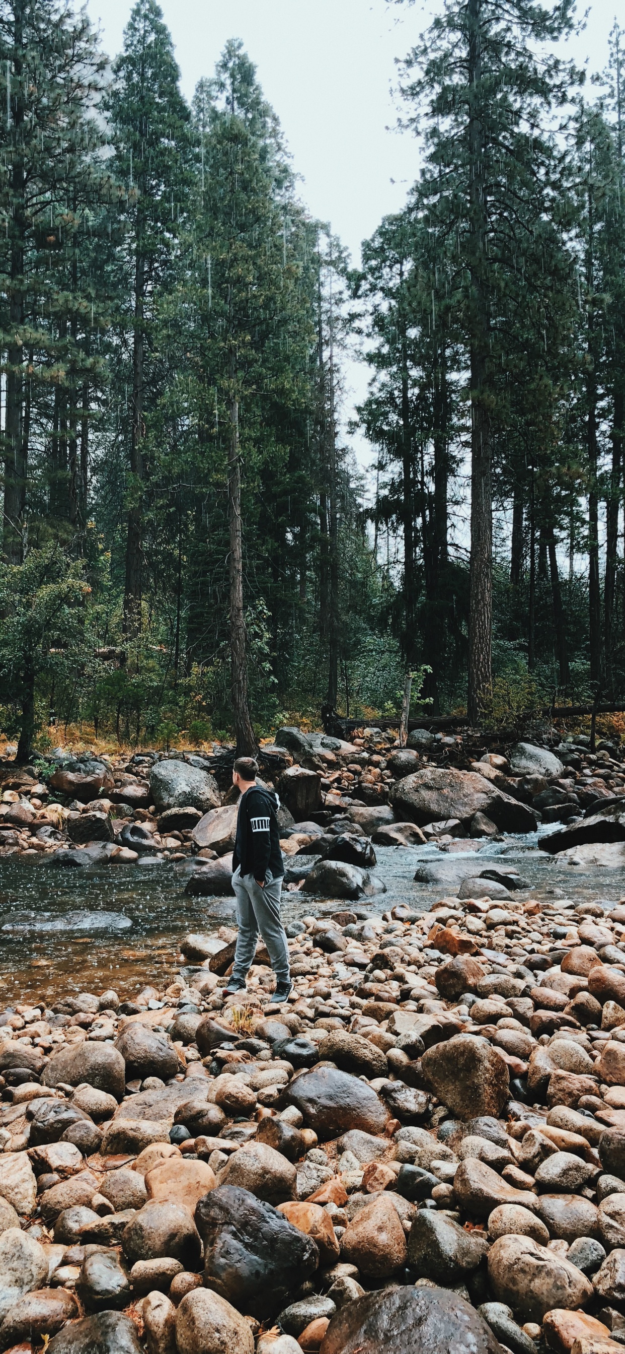 Обои дикая местность, вода, русло ручья, старовозрастные леса, окружающая среда в разрешении 1242x2688