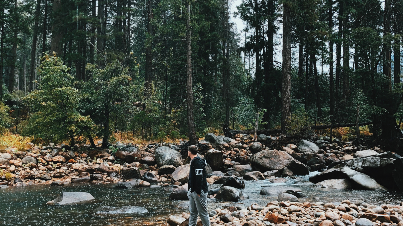 Обои дикая местность, вода, русло ручья, старовозрастные леса, окружающая среда в разрешении 1366x768