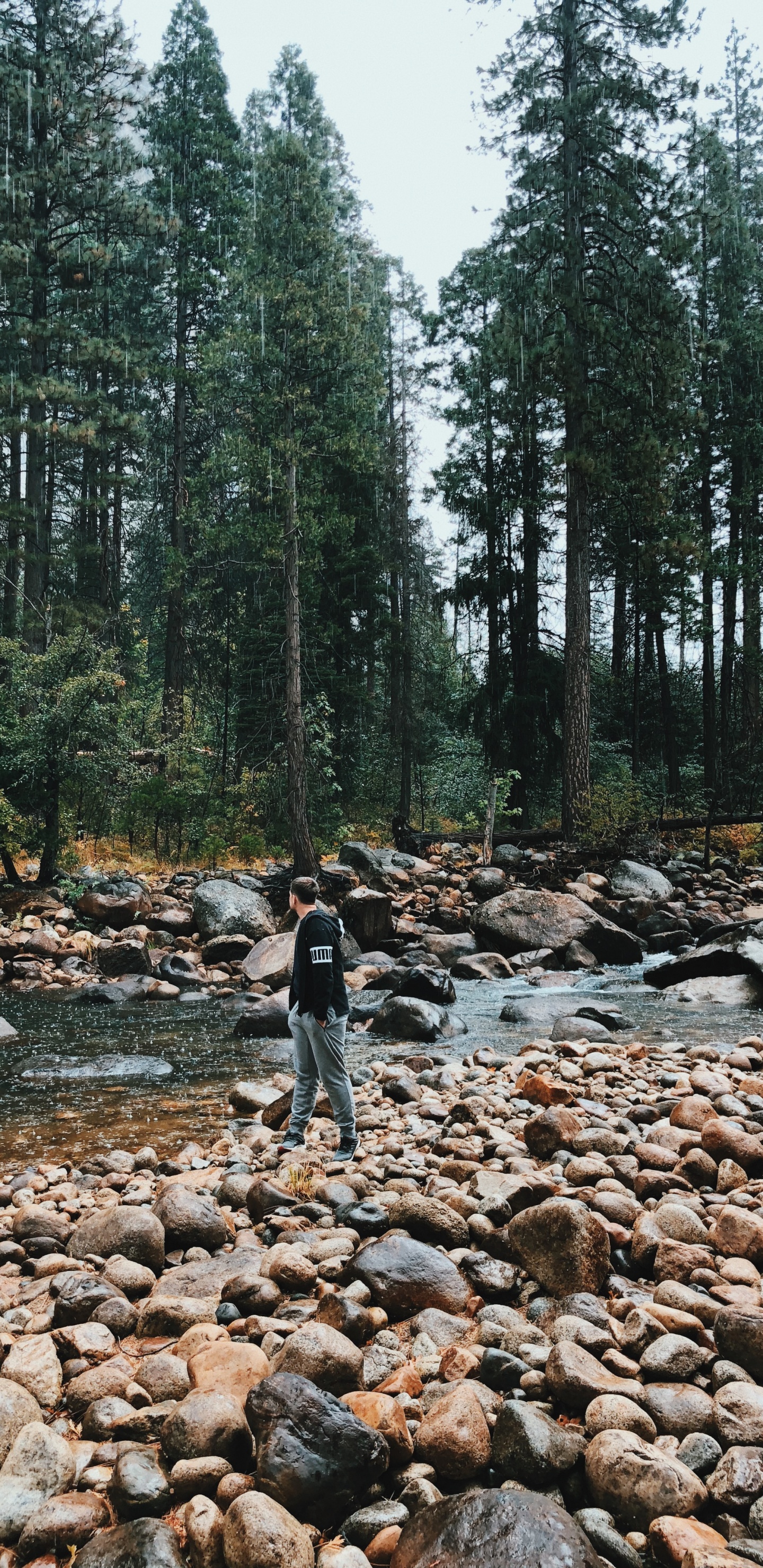 Обои дикая местность, вода, русло ручья, старовозрастные леса, окружающая среда в разрешении 1440x2960